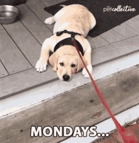 funny monday gif